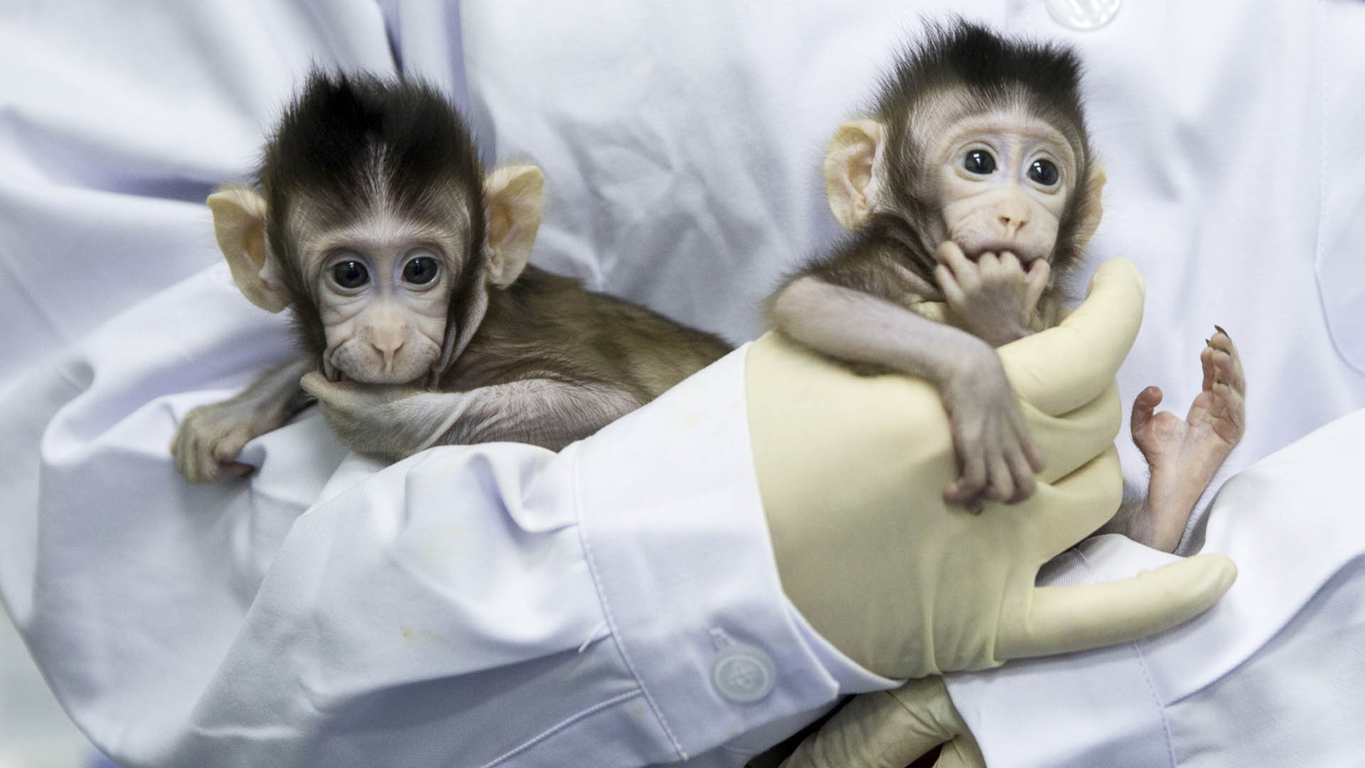 Questa immagine ha l'attributo alt vuoto; il nome del file Ã¨ zhong_zhong-hua_hua.jpg